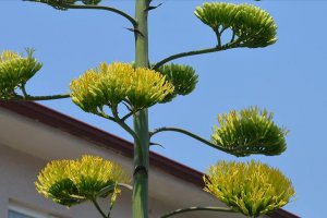 UNESCO listesindeki Agave bitkisi 20 yıl sonra çiçek açtı