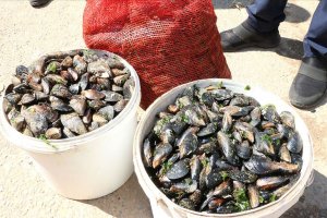 Antalya'da saklanan 1 ton midye imha edildi