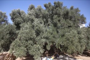 Yahudi yerleşimciler Filistinlilere ait 36 zeytin ağacını kesti