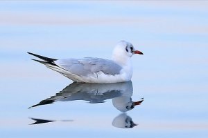 Nesli tehlike altındaki kuşların uğrak mekanı: Sapanca Gölü