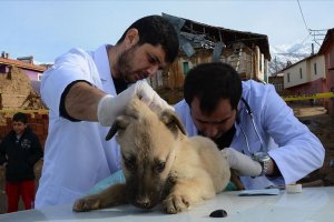 Malatya'da gönüllü veterinerler depremden etkilenen hayvanları tedavi etti
