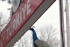 Pazarkule Sınır Kapısının bahçesinde gazdan etkilenen tavus kuşları korunmaya alındı