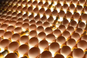 Yumurta tüketimi 'karantina' nedeniyle arttı