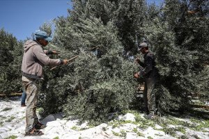 Yahudi istilacılar Filistinlilere ait onlarca zeytin ağacını kesti
