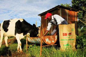 TİKA Kenyalı binlerce çiftçinin hayatını değiştirdi