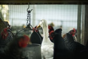 Danimarka’da kuş gribi nedeniyle binlerce kümes hayvanı itlaf edilecek