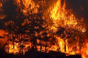 Bakanlar Manavgat'taki orman yangını bölgesinde incelemede bulundu 