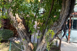 Atatürk Evi’nin bahçesindeki asırlık nar ağacına yoğun ilgi