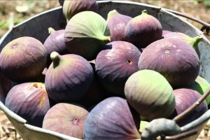 Bursa'nın siyah inciri UR-GE Projesi'yle yeni pazarlara açılacak