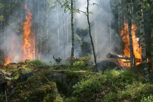 Belçika'da orman yangınları devam ediyor