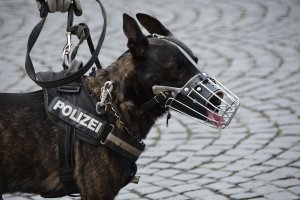 Polis köpeğinin ısırdığı kişi hayatını kaybetti