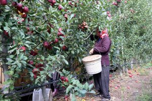 Ülkelerin damak tadına göre elma üretiliyor 