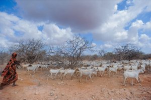 Kenya'da kuraklık nedeniyle hayvanlar ölüyor