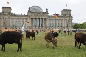 Almanya'da çevreciler ineklerini Federal Meclis bahçesinde otlattı