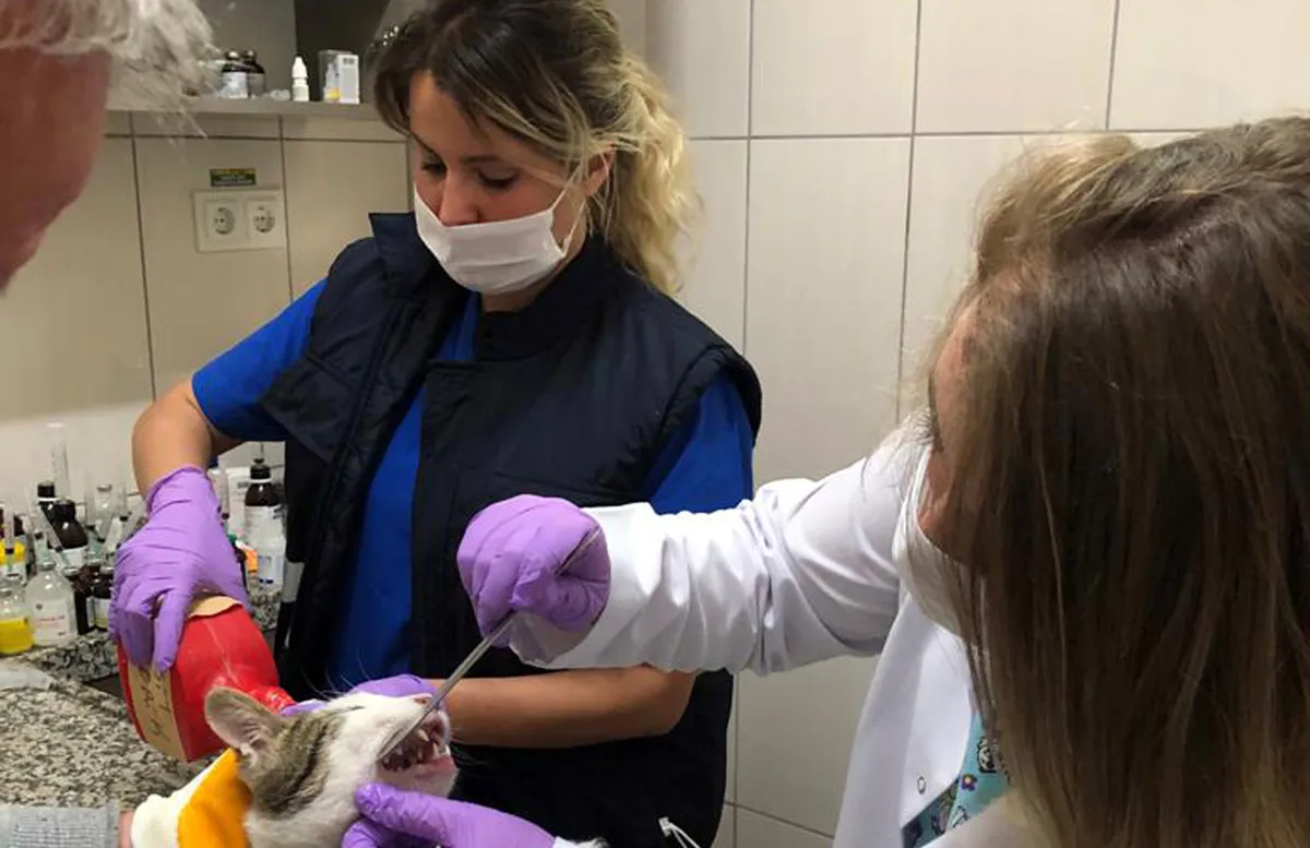 Osmangazi Belediyesi, koronavirüs salgınında sokak hayvanlarının bakım, beslenme ve tedavilerine