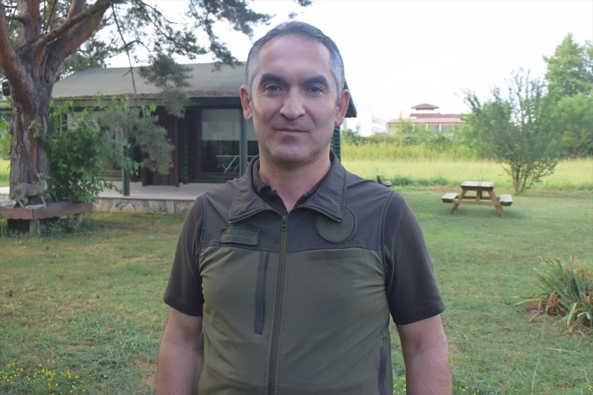 Düzce'de bal kovanlarına dadanan ayı, fazla bal yiyince komalık oldu.

