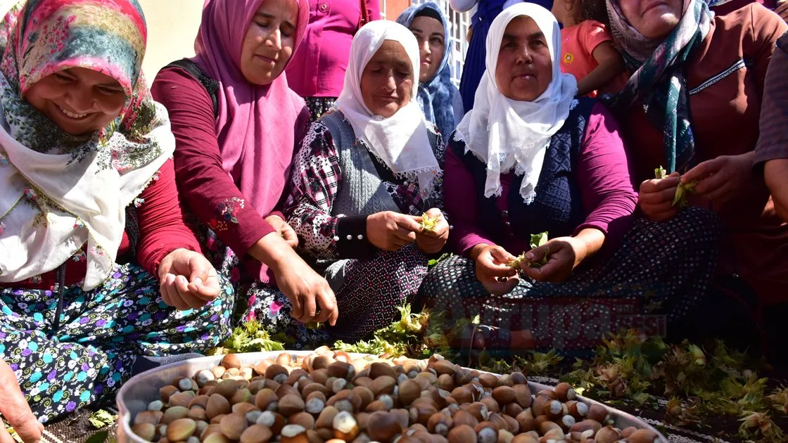 Kahramanmaraş'ın Onikişubat ilçesine bağlı Kalekaya köyündeki fındık hasadından 90 ton