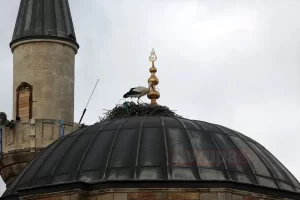 EDİRNE   TÜ Fen Fakültesi Biyoloji Bölümü Öğretim Üyesi Dr.