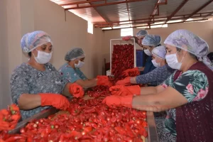 Türkiye, ocak-eylül döneminde 91 ülkeye 3 milyon 943 bin dolarlık