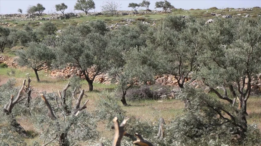 Yahudi yerleşimciler, işgal altındaki Batı Şeria'nın Ramallah kentinde Filistinlilere ait