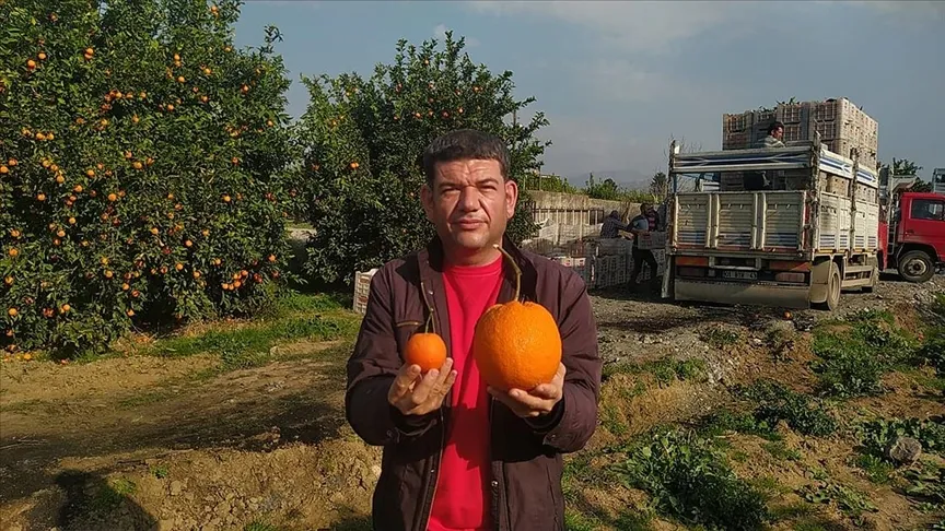 Adana'nın Kozan ilçesinde narenciye bahçesinde yetişen 1 kilo 260 gramlık