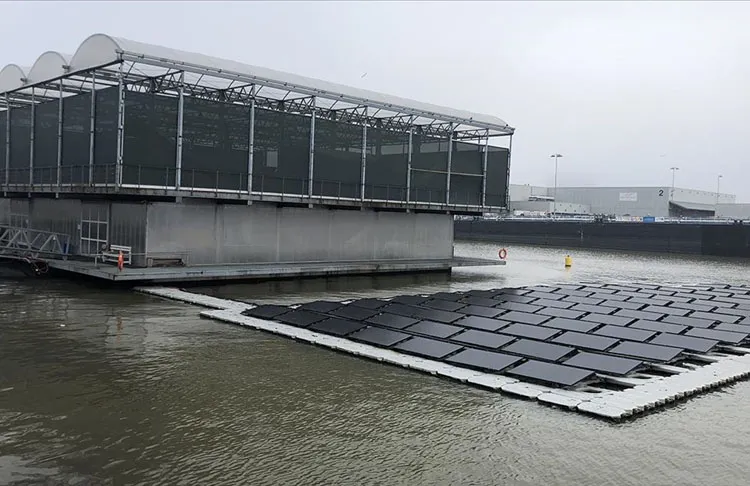 Hollanda'nın Rotterdam kentindeki "dünyanın ilk" yüzen çiftliği, tarım ve hayvancılıkta