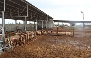 Türk İşbirliği ve Koordinasyon Ajansı Başkanlığı (TİKA), Kuzey Kıbrıs Türk