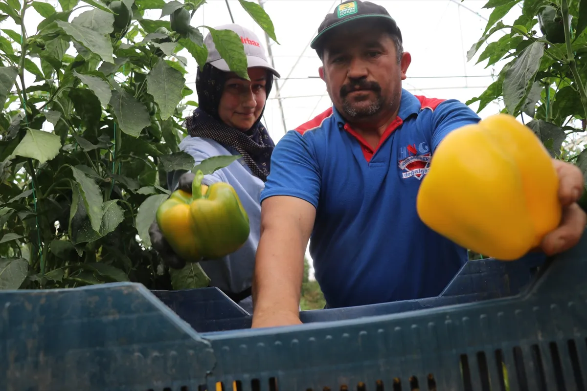 Burdur'un Gölhisar ilçelerinde seralarda üretilen, lezzetinin yanı sıra zengin C
