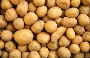 Almanya mutfağının en yaygın yan yemeği olan patates, yapılan bir
