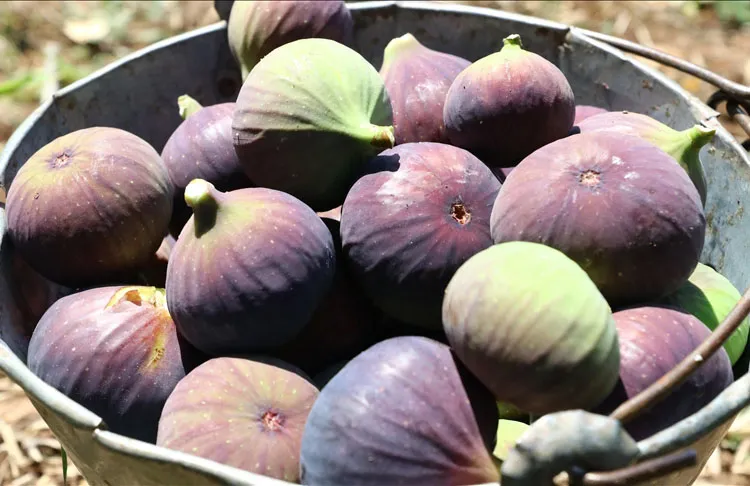 Uludağ Yaş Meyve Sebze İhracatçıları Birliği, Ticaret Bakanlığının desteğiyle ocak