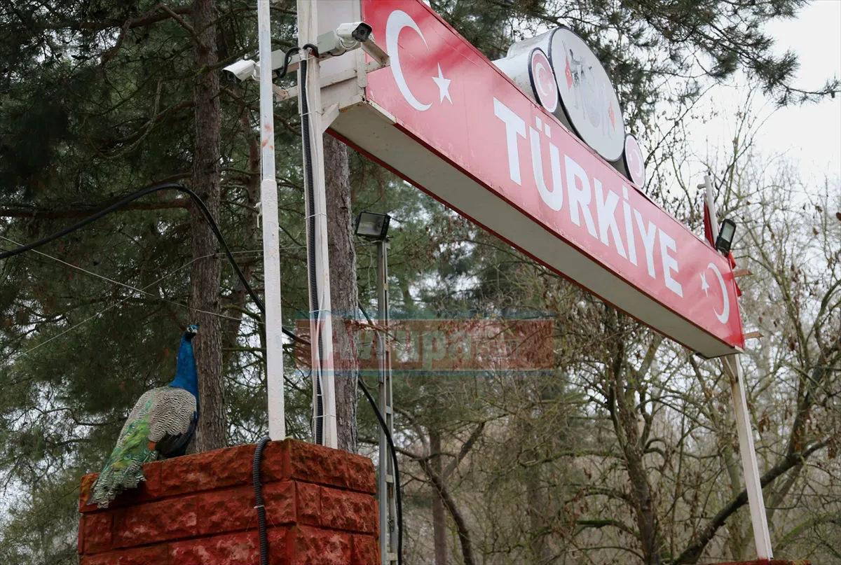 EDİRNE   Kimi zaman askerin nöbet sahasında, kimi zaman Türkiye