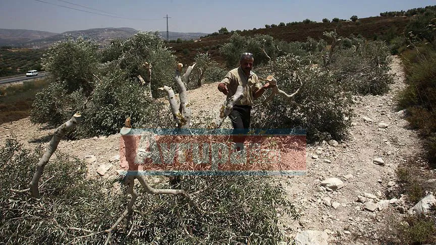 KUDÜS İşgal altındaki Batı Şeria'da Yahudi yerleşimciler, Filistinli bir çiftçiye