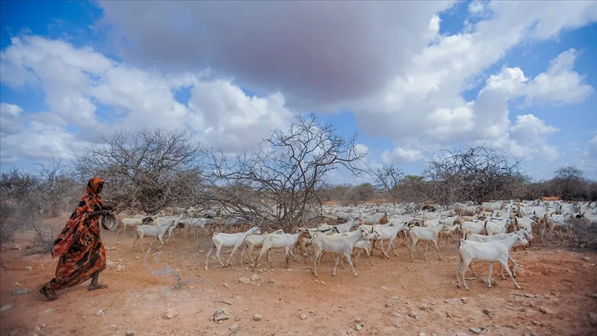 Kenya Ulusal Kuraklık Yönetim Ajansı (NDMA), kuraklık nedeniyle ülkedeki 2,6