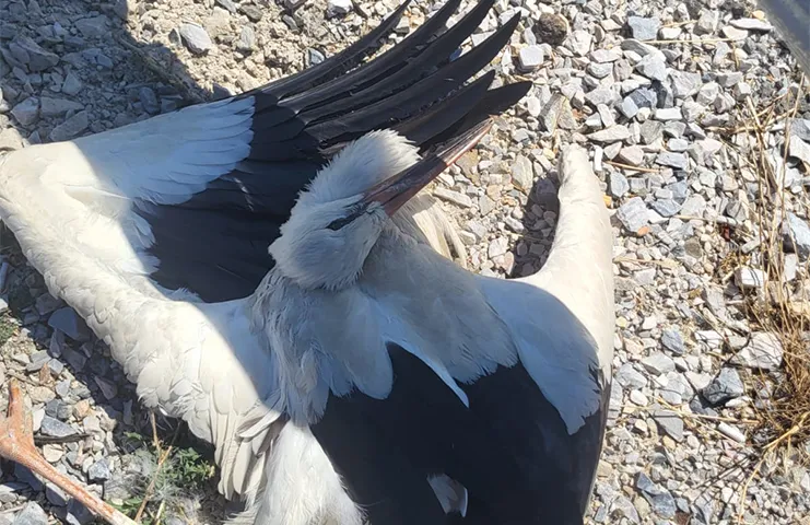 Kapıkule sınır kapısına bir km kala feci laza yaşandı. Alman