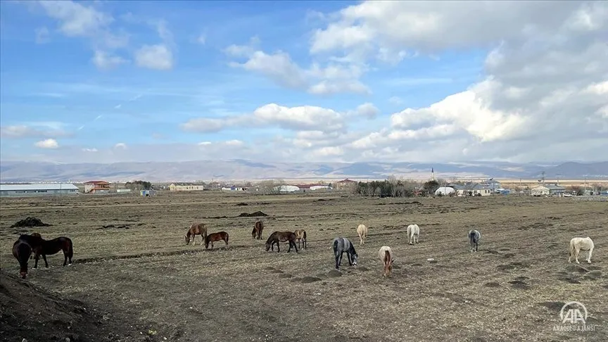 Köylülerin yazın köy işlerinde kullandığı, kışın ise yem vermemek için