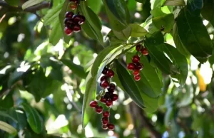 Karadeniz bölgesine özgü bir bitki olan karayemiş (Prunus laurocerasus), gıda