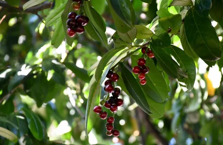 Karadeniz bölgesine özgü bir bitki olan karayemiş (Prunus laurocerasus), gıda