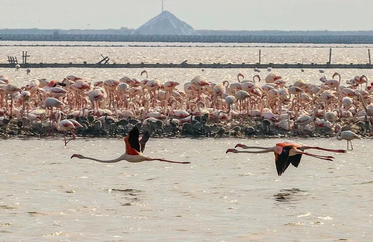 Flamingoların Türkiye'deki iki üreme sahasından biri olan İzmir Kuş Cenneti'ndeki