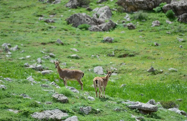 Tunceli'nin Ovacık ilçesinde, avlanması yasak ve koruma altında olan yaban