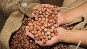 Doğu Karadeniz İhracatçılar Birliği (DKİB) verilerinden derlediği bilgiye göre, Türkiye,