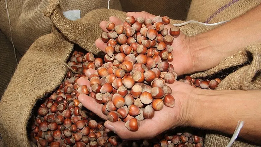 Doğu Karadeniz İhracatçılar Birliği (DKİB) verilerinden derlediği bilgiye göre, Türkiye,