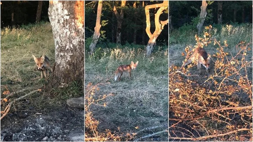 Kırklareli'de, Pınarhisar ilçesinin Mahya Tepe mevkisinde ailesi ile piknik yapan