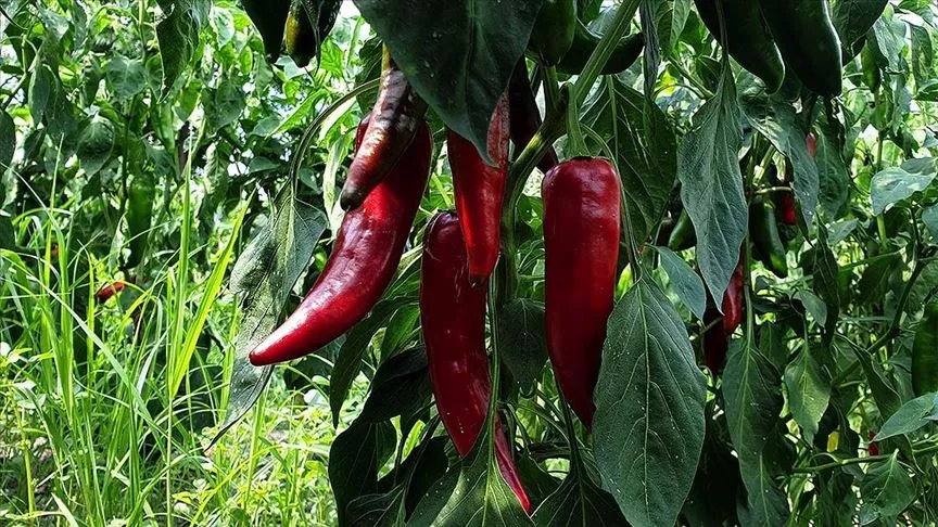 Türk mutfağında yemeklere rengi ve aromasıyla farklı bir lezzet katan