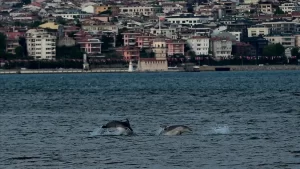 İstanbul Üniversitesi (İÜ) Su Bilimleri Fakültesi Öğretim Üyesi ve Türk