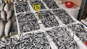 Balıkçı Sadık Kara, tezgahların yeni gözdesinin Karadeniz hamsisi olduğunu söyledi.