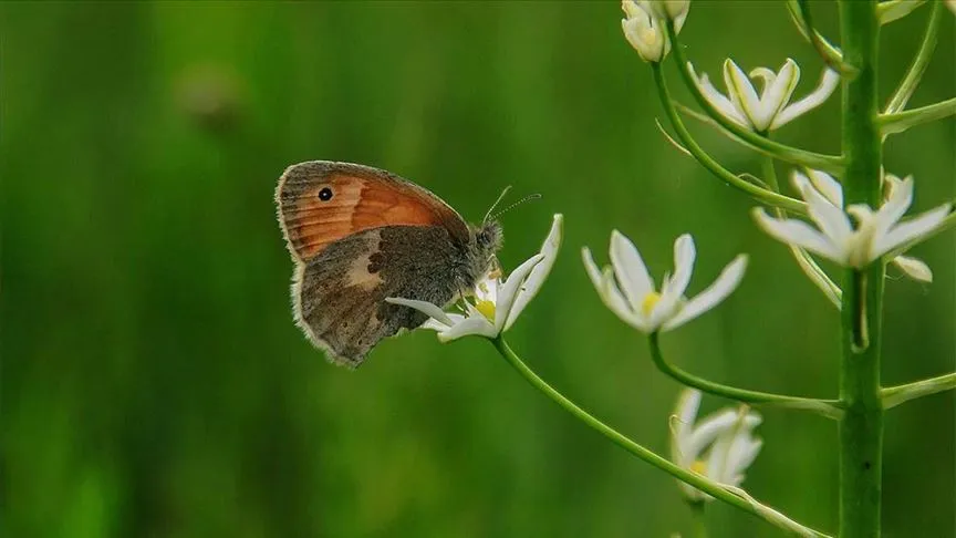 Munzur Vadisi Milli Parkı, Munzur Gözeleri, Mercan Vadisi, Kırkmerdiven Şelaleleri
