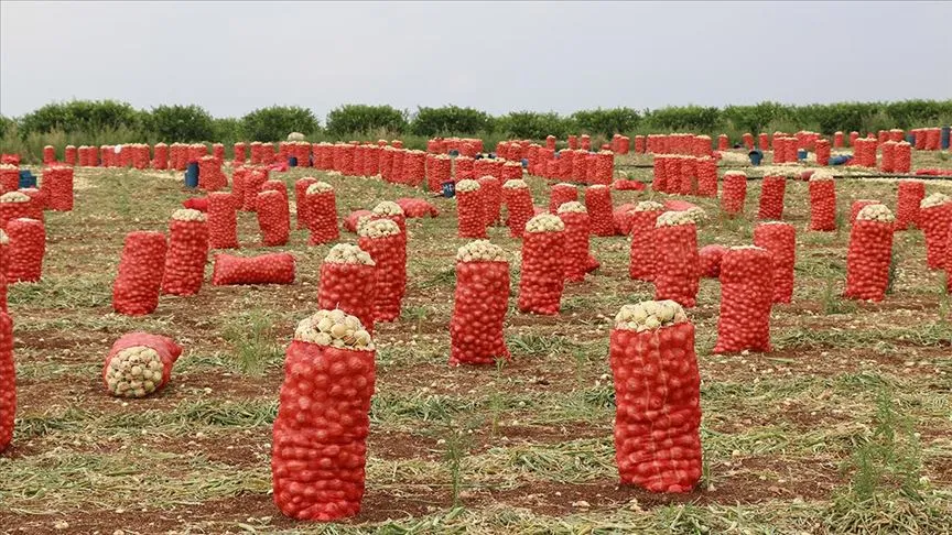 Soğan ve patates ihracatındaki ön izin şartının kaldırılması kararında, her