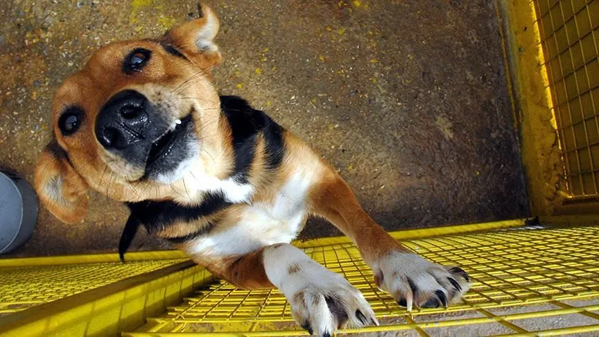 Sky News'in haberine göre, Çin'de Kovid-19 salgını tedbirleri kapsamında köpeklerin