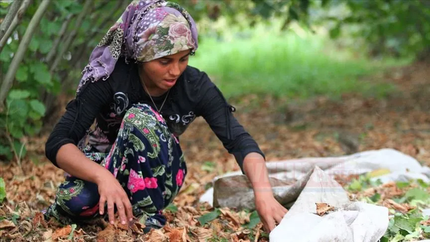 Ordu Büyükşehir Belediyesi tarafından hayata geçirilen "Fındık Toplamaya Büyükşehir Eli
