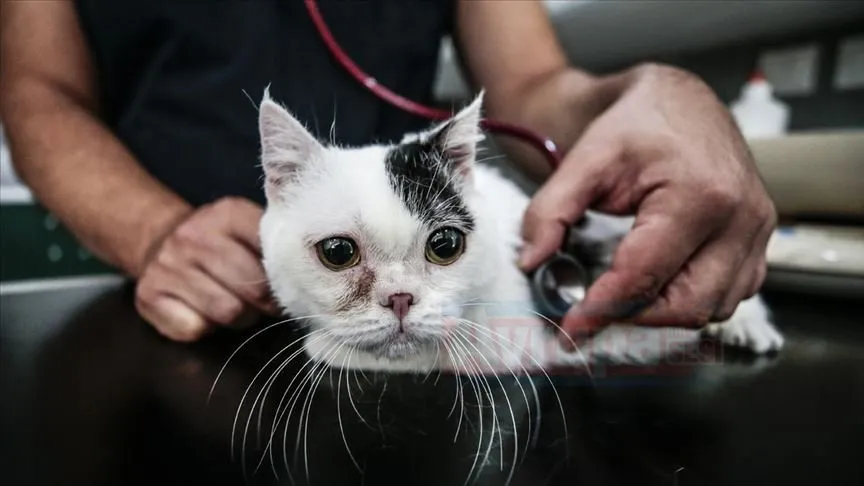 Hayvanseverler tarafından sokakta bulunan ve Ankara'daki bir kedi hastanesine getirilen